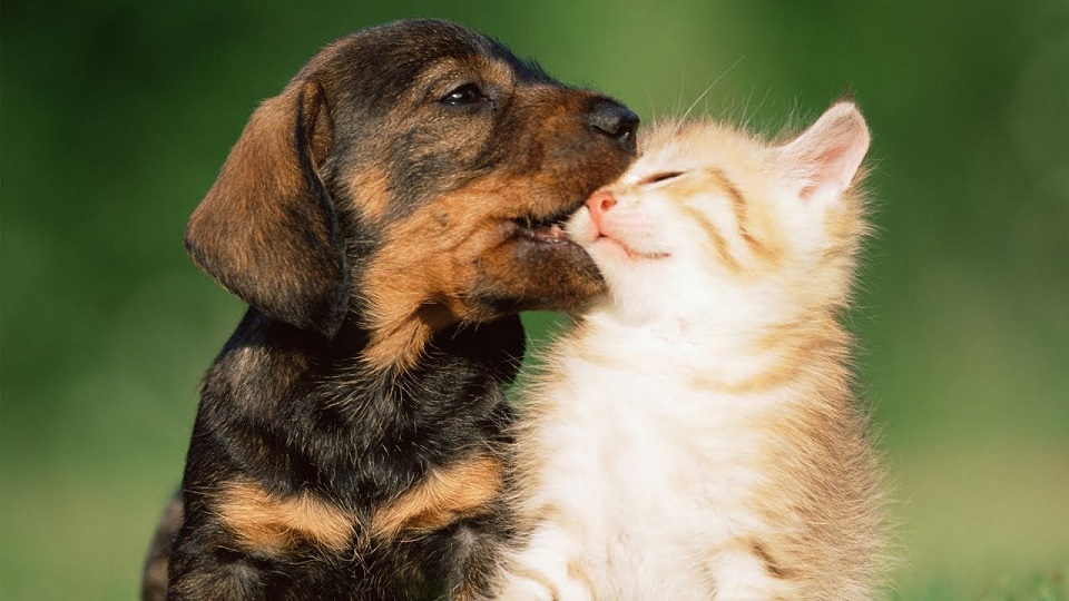 "Vet Bills And Pet Finance Up To $10,000 With Jacaranda Finance | Apply Now"