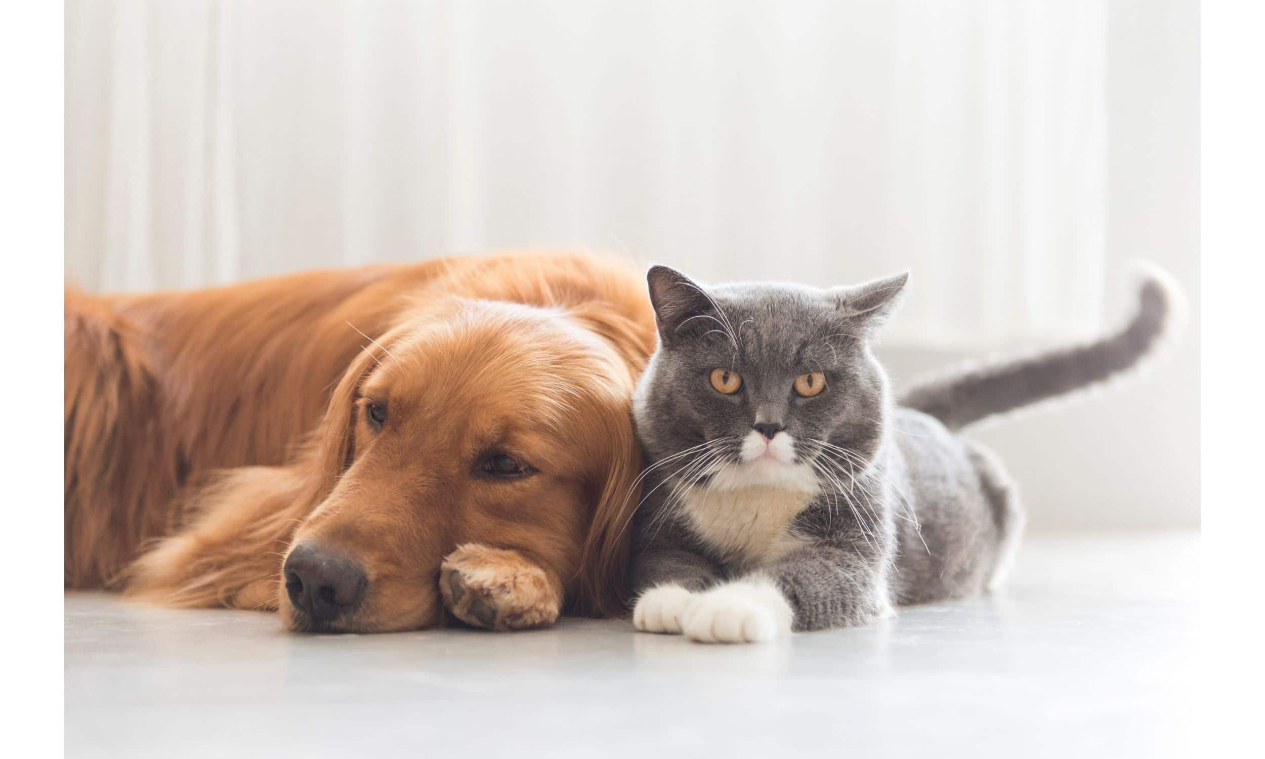 Cost of owning a pet