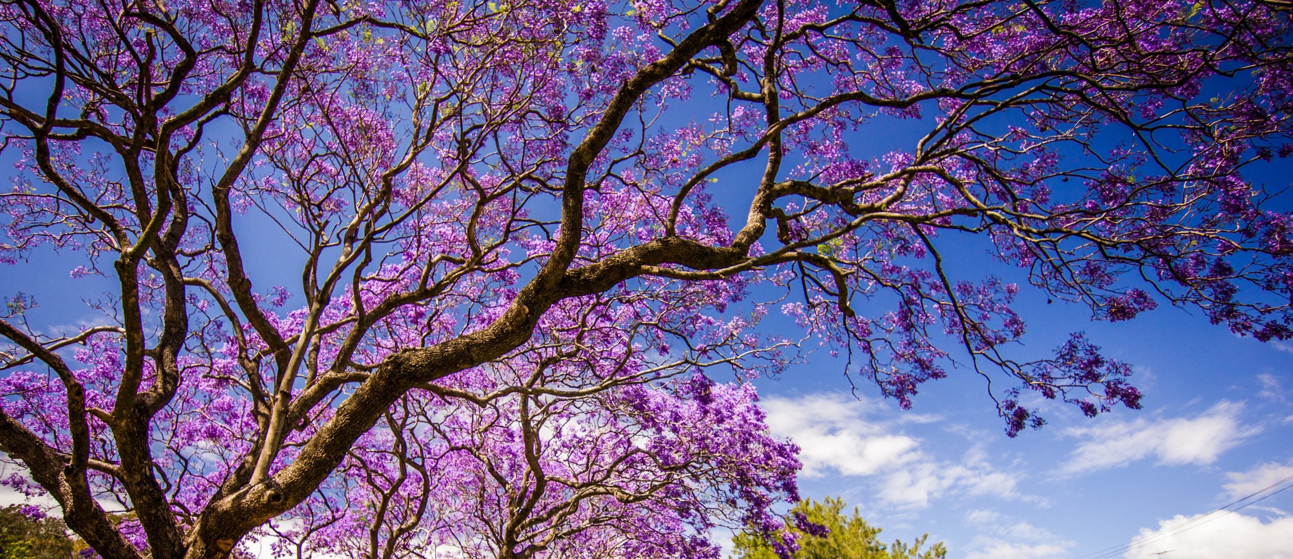 Beautiful large Jacaranda tree on a sunny day