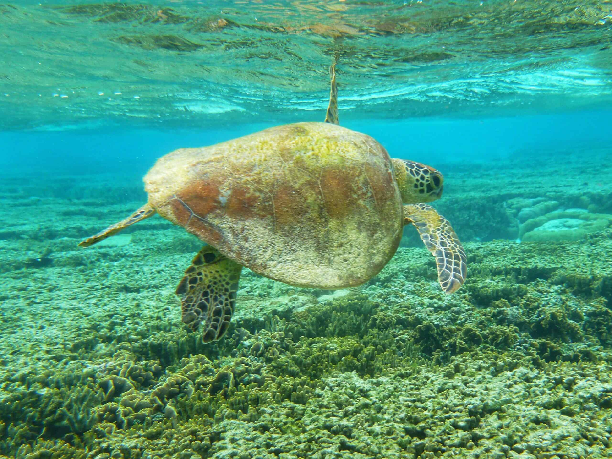 Great Barrier Reef