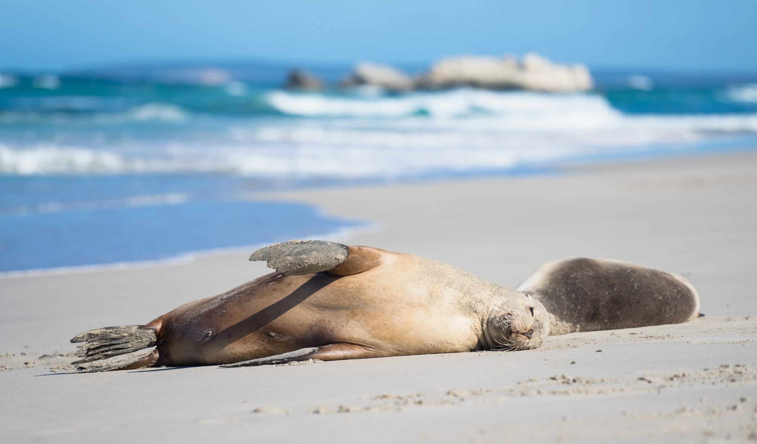Sea Lions at Seal Bay, Kangaroo Island