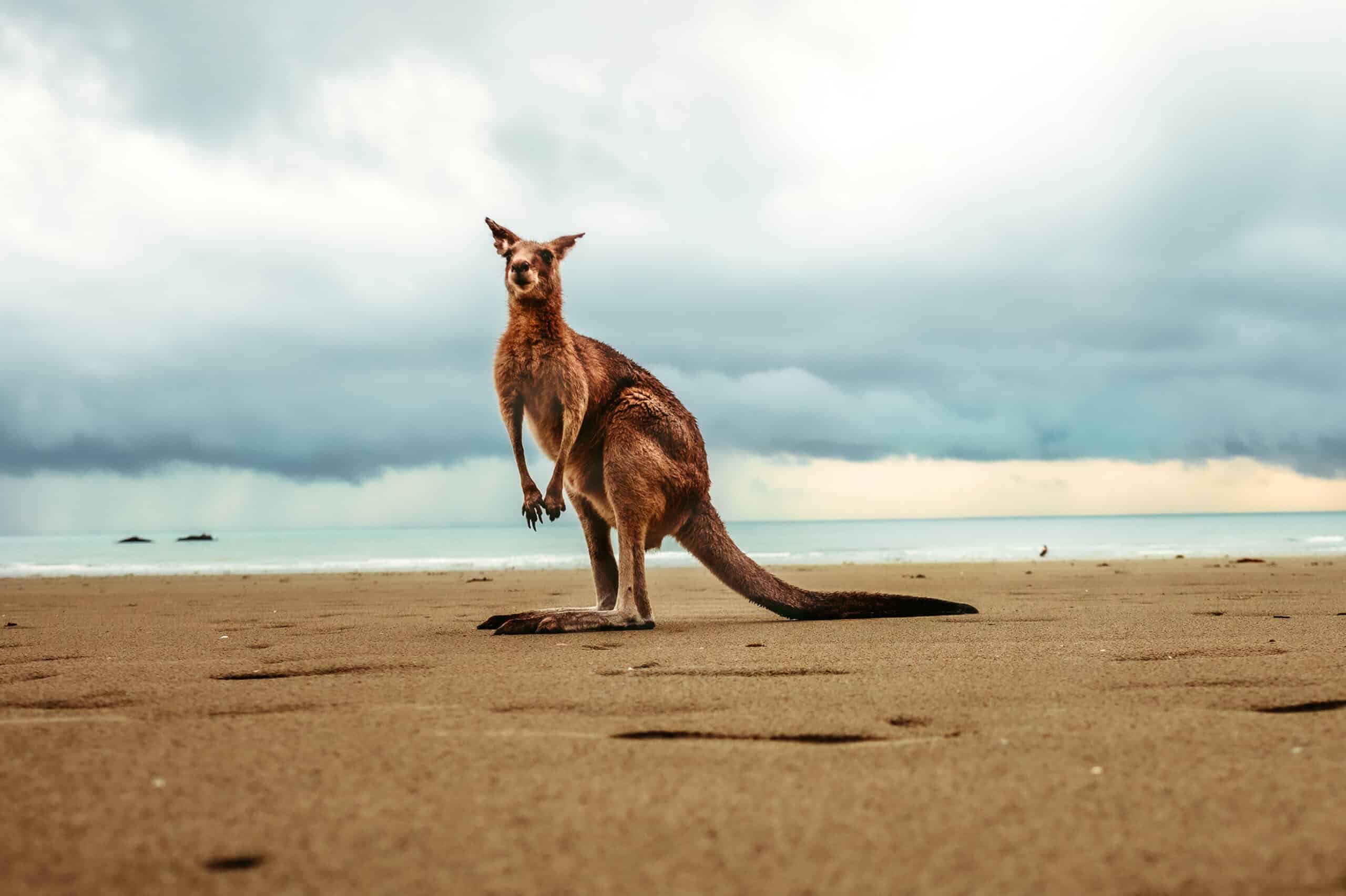 Kangaroo on Beach
