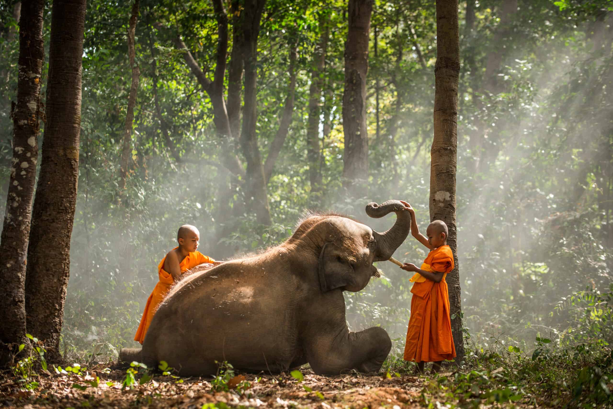 Elephant and buddist monchs in Thailand